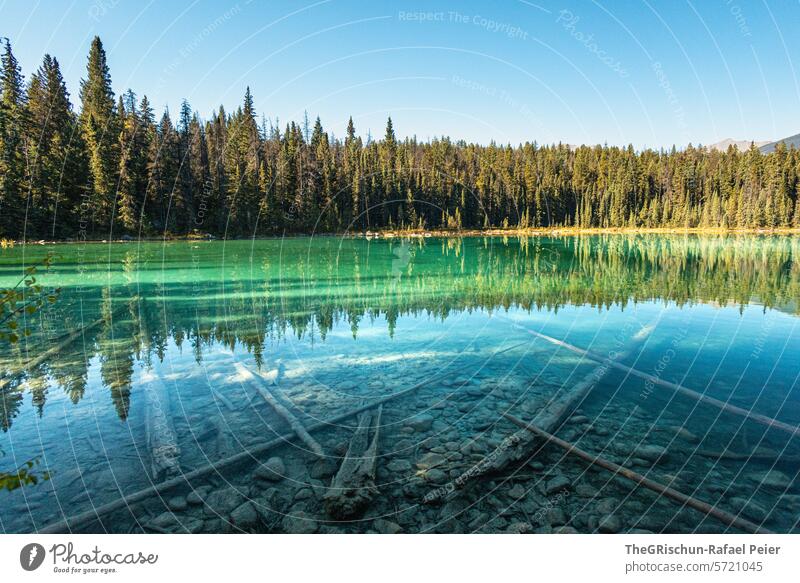 Lake with tree trunks in it - clear water Water mirror Tree trunk Forest reflection stones Nature Landscape Reflection Exterior shot Calm Colour photo