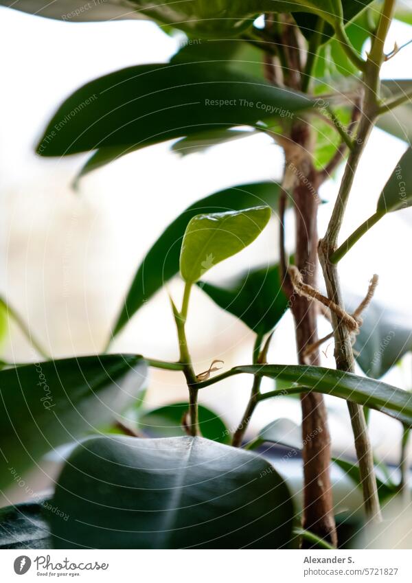 Green leaves of a houseplant Houseplant Plant green plant Leaf green leaves Decoration decorations botanical Botany Detail Pot plant Growth foliage Close-up