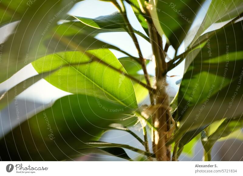 Green leaves of a houseplant Houseplant Plant green plant Leaf green leaves Decoration decorations botanical Botany Detail Pot plant Growth foliage Close-up