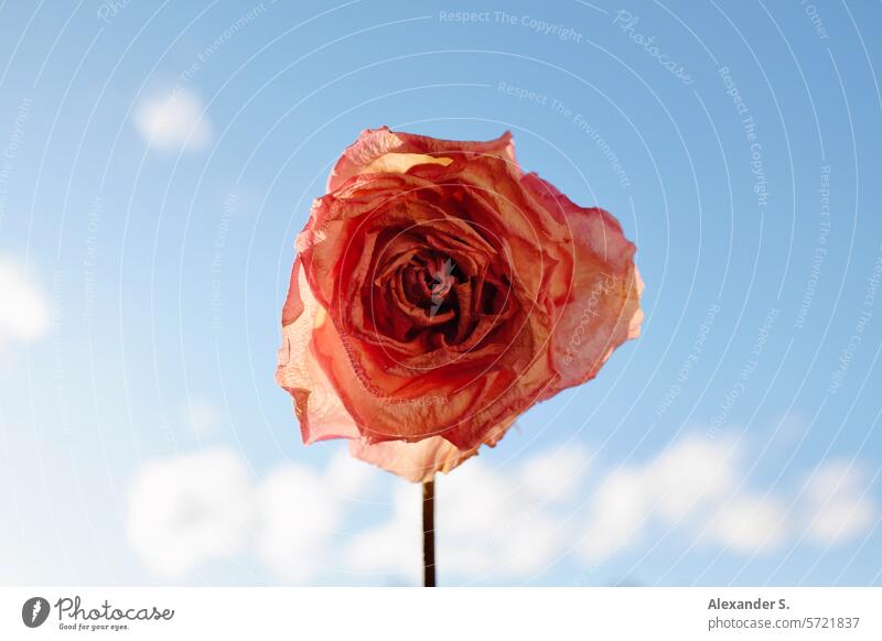 Withered pink rose blossom in front of a blue sky with clouds Flower Plant Blossom Limp fading wilting flower Transience Faded withered rose vanitas Still Life