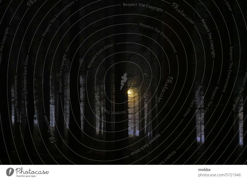 Light in the forest - copy of photo #5 (#555) Forest trees Night Tree Night shot Dark darkness Cone of light Light (Natural Phenomenon) Beam of light Fog