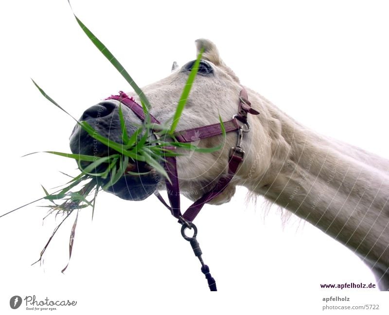 horse tastes good Horse Nutrition Crazy Fresh Grass Photographic technology