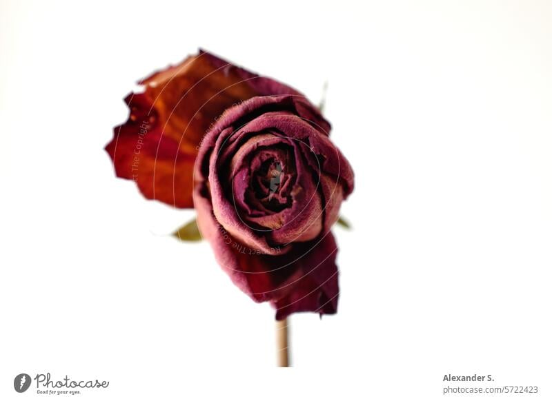 Wilted red rose blossom in front of a white wall pink Rose blossom Flower Blossom Close-up Blossom leave Rose leaves withered rose wilted flower Transience