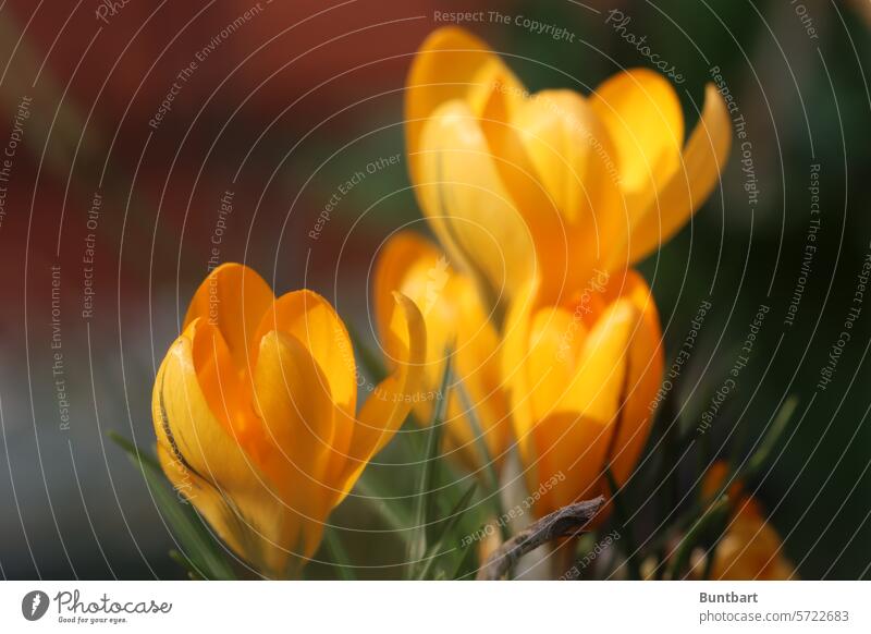 yellow crocus flowers Flower Blossom Spring Plant Nature Crocus Blossoming Spring fever Spring flowering plant Garden Close-up naturally Shallow depth of field