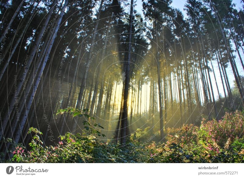 The fr&#363;he bird..... Nature Landscape Sunrise Sunset Summer Beautiful weather Tree Agricultural crop Forest Deserted Observe Hiking Fantastic Sustainability