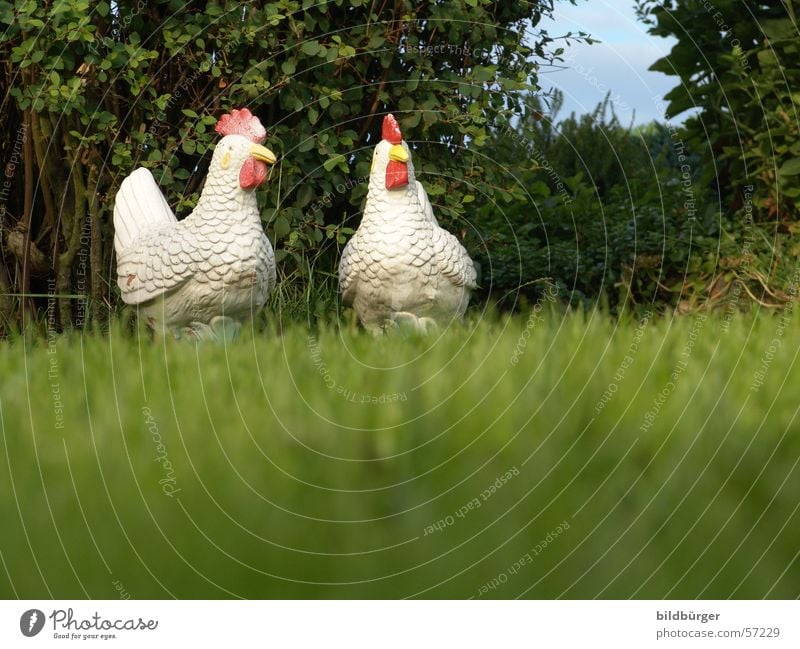 two free-range chickens discussing avian influenza Barn fowl Airy Still Life Lifestyle Garden gnome Narrow Contentment Bird Poultry Pottery 2 Poultry farm