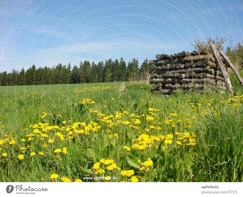 spring meadow Spring Morning