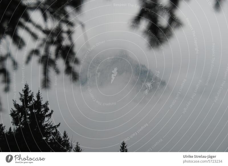 Mountain in the fog framed by dark coniferous forest mountain mountainous Fog Gray Landscape Peak mountains Hidden foggy naturally Clouds Hiking Nature Covered