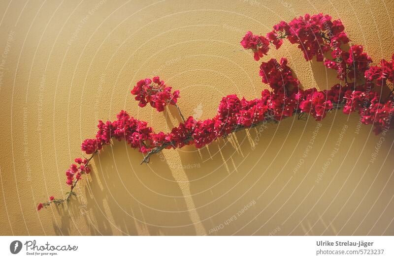 Bougainvillea | Branch in red in front of yellow wall with shadow Triple flower wax Plant Mediterranean Blossom Wonderflower blossoms Blossoming Red Yellow