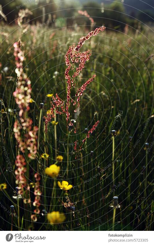 Meadow herbs sorrel meadow herbs Wild herbs meadow plants Meadow flower Exterior shot Summer Nature Plant Blossom Flower Green Wild plant Flower meadow Grass