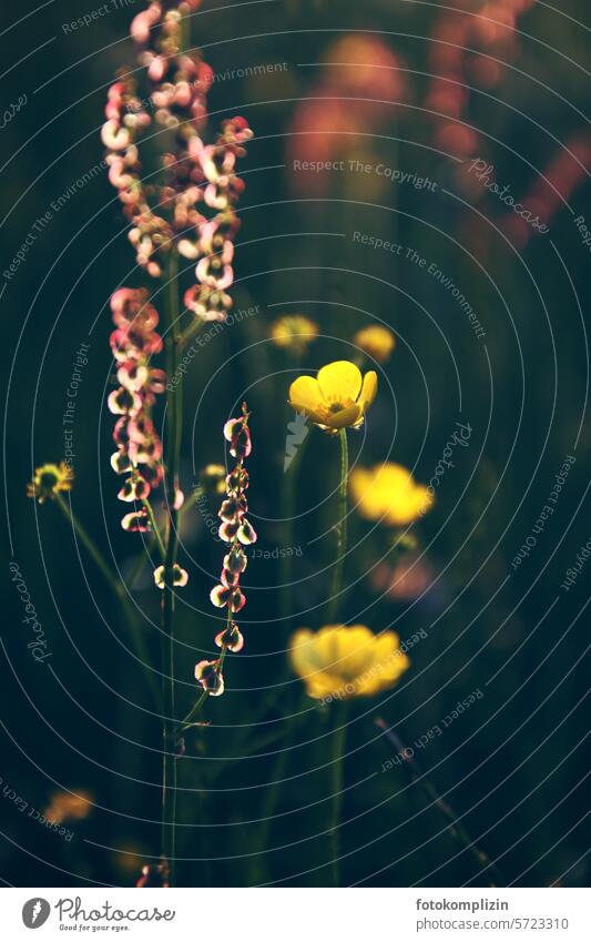 Meadow plants in the light Wild plant Meadow flower marigold Plant wild flower Crowfoot Marshmallow flower Nature Blossoming sorrel Sámen Yellow Flower