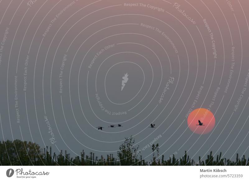 Cranes flying over trees in a forest. Migratory birds in front of the moon field ornithologist Darss animal season adventure landscape migratory fall nature