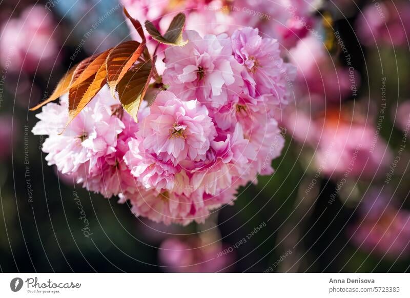 Beautiful Pink Sakura flowers, cherry blossom during springtime against blue sky sakura blooming garden natural outdoor pink japanese floral closeup nature