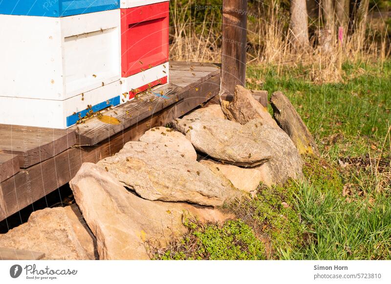 Bees fly in front of their hive in spring bees Spring Honey Teamwork swarm Nectar Pollen Flying Farm animals pollination Beehive Bee-keeping Insect Honey bee