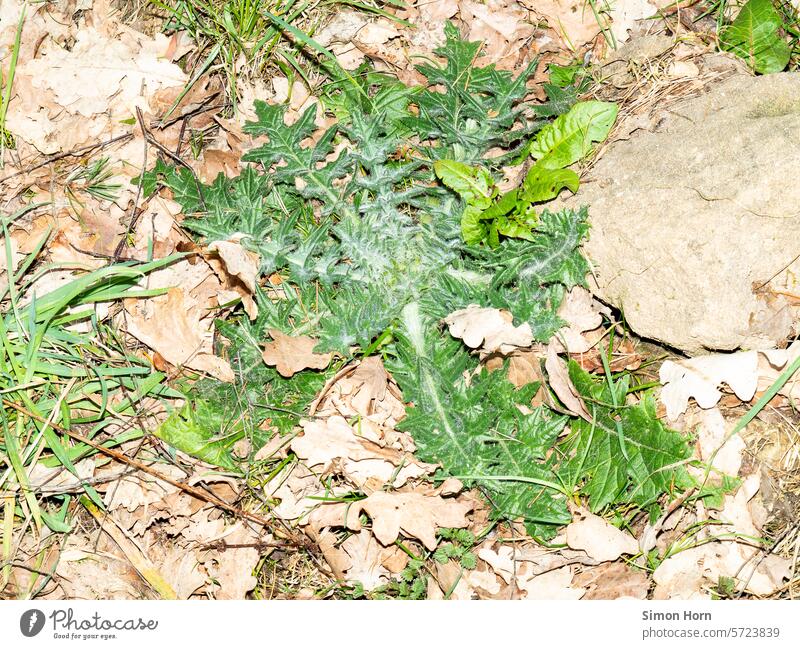 Plants in a pile of rubble Trash heap rubbish plants Green Dandelion Stony Nature artifact awakening Hope proliferate Growth Fallow land glimmer of hope