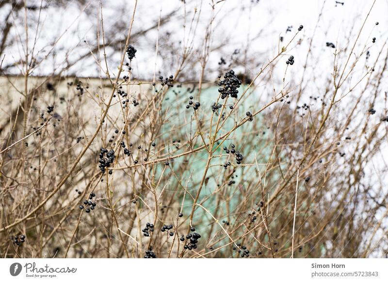 Black berries on a bare bush shrub Bleak leafless Berries black berries Garden Development Plant Nature Fruit