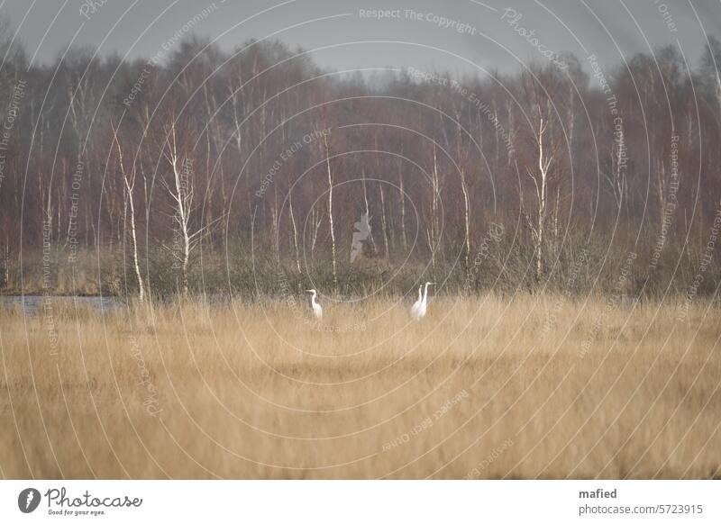 Great egrets standing in the reeds on a moorland lake Bog Peat peat cutting Nature Landscape Marsh Deserted renaturation Rewetting birches heather Grass