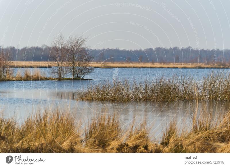 Moor lake in the Schülper Moor Bog Peat peat cutting Nature Landscape Marsh Deserted renaturation Rewetting birches heather Grass Colour photo Environment Water