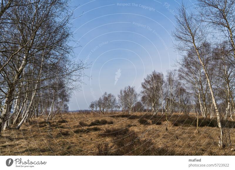 Open moorland with young birch trees Bog Peat peat cutting Nature Landscape Marsh Deserted renaturation Rewetting birches heather Grass Colour photo Environment