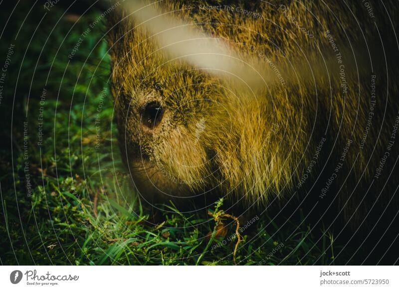 Wombat likes to eat grass Marsupial Herbivore Mammal animal world Australia Tasmania Grass To feed loner Animal Habitat Foraging Authentic Free-living Cute