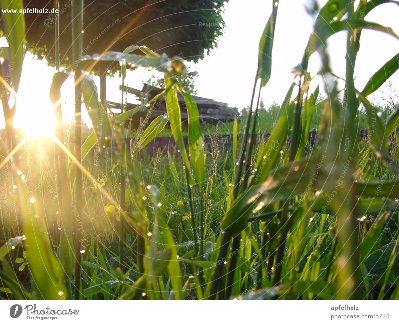 morning dew Sunrise Dew Grass Meadow