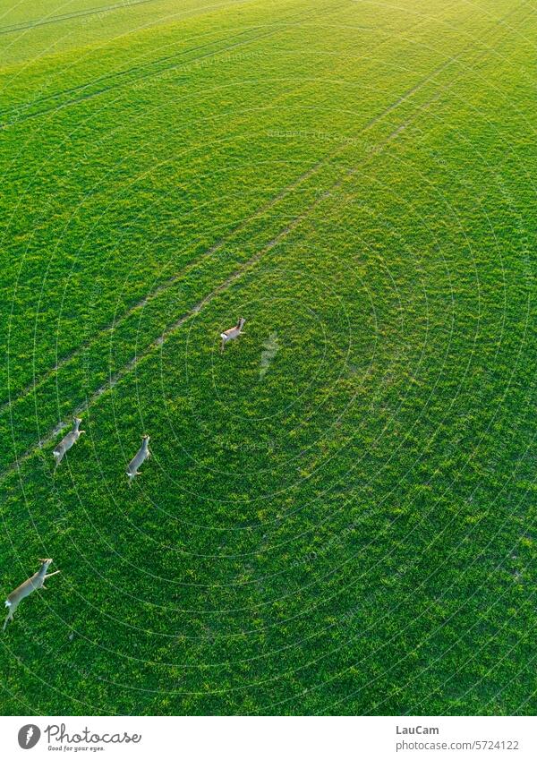 saddle of venison Deer Field Wild deer Roe deer Bird's-eye view from on high UAV view Green Meadow In the wild Animal Nature animal world Outdoors Freedom