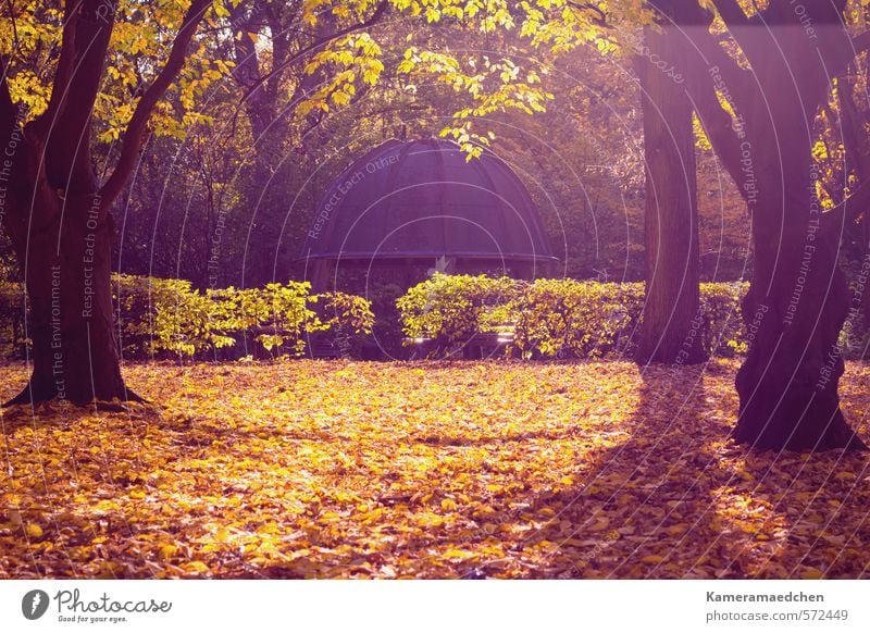 autumnal Nature Sun Autumn Tree Leaf Park Esthetic Moody Calm Idyll Environment Colour photo Exterior shot Deserted Sunlight