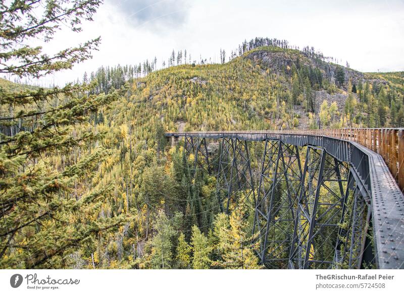 Steel bridge with wooden railings and forest in the background Bicycle Bike Cycling Tunnel epic Gravel Dark Light Shadow Lanes & trails Passage Tunnel vision