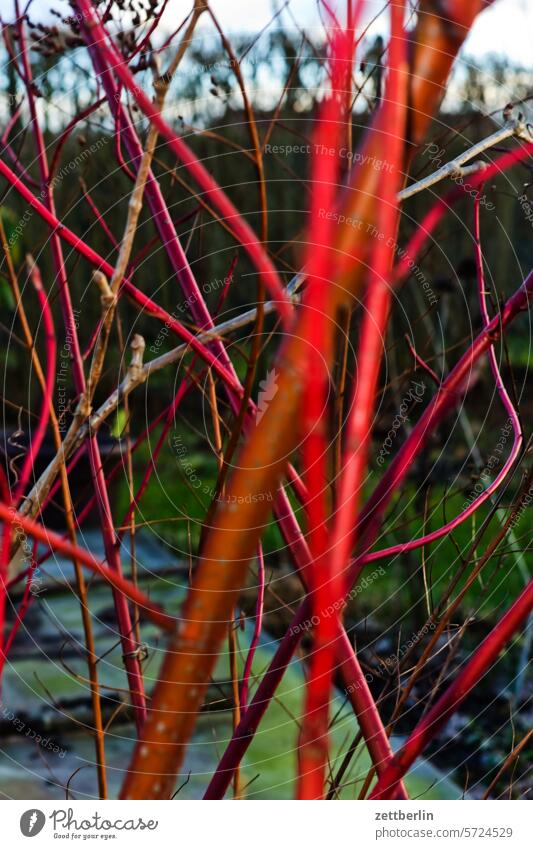 dogwood Evening Branch Tree Dark Twilight Relaxation awakening holidays spring Spring spring awakening Garden Hedge Sky allotment Garden allotments bud