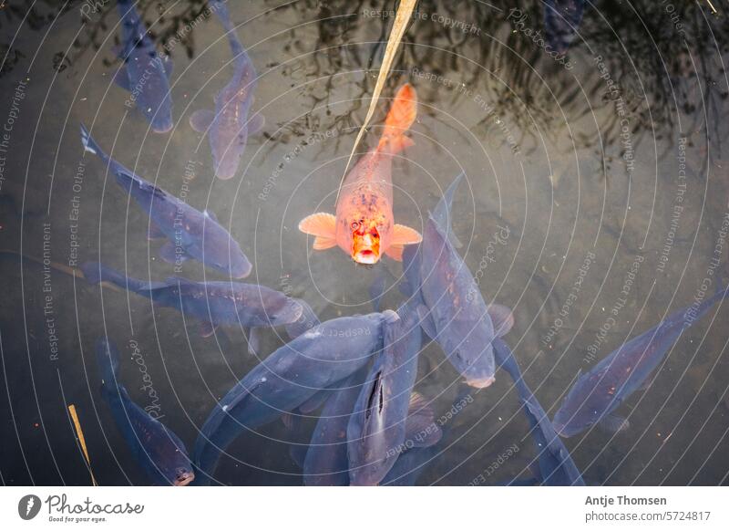 An orange koi carp looks out of the water surrounded by dark koi Koi carp Orange Pond reflection Water Reflection Fish Carp Koi Carps Bird's-eye view