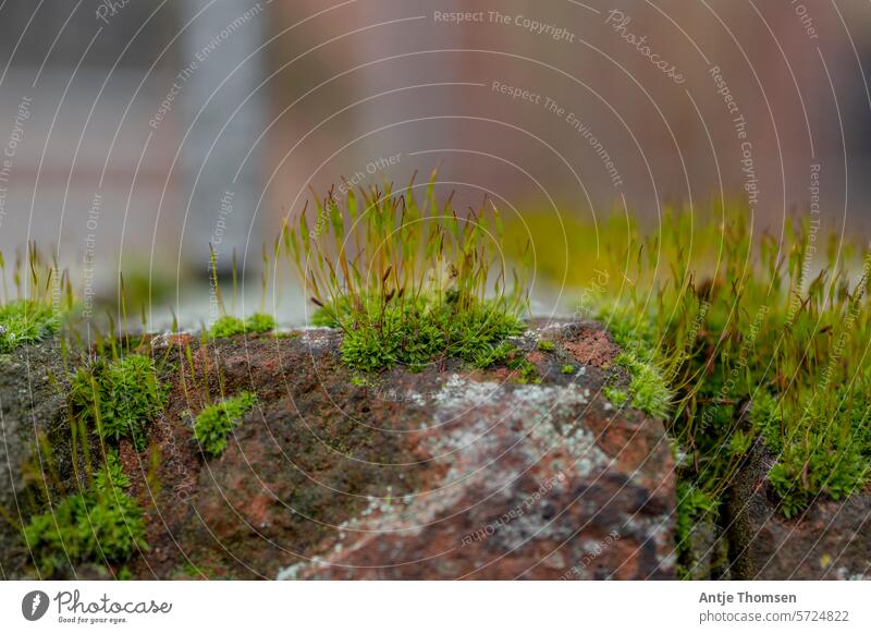 Skewering moss on a wall stone in front of a blurred background Moss Building stone moss-covered Wall (barrier) Close-up