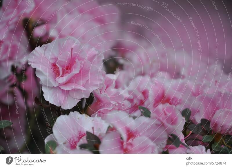 Flowering time | a sea of pink rhododendron blossoms, close together. Blossom Blossoming Plant naturally Nature Delicate flowers pretty Colour Pink Summer