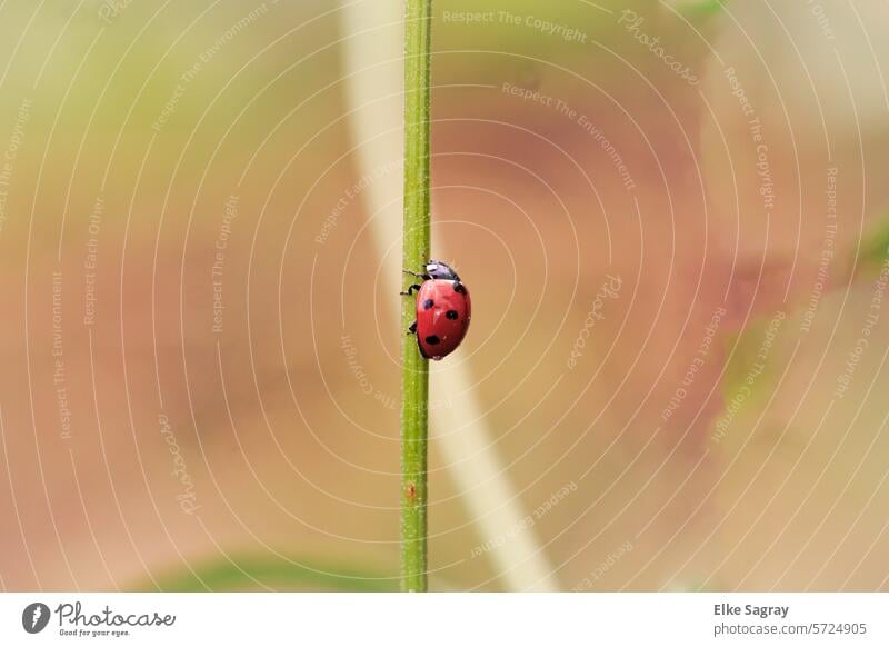 Lucky charm - Portrait ladybug - the first 2024- Ladybird Beetle Insect Macro (Extreme close-up) Nature Animal Green Red Crawl Colour photo Exterior shot Happy