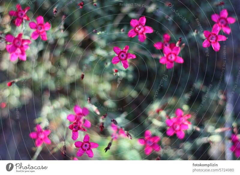 small pink flowers blossoms Blossom Flower Plant Pink Blossoming Nature Delicate Small succulent Magenta cheerful Cushion flame flower shrub Herbaceous plants