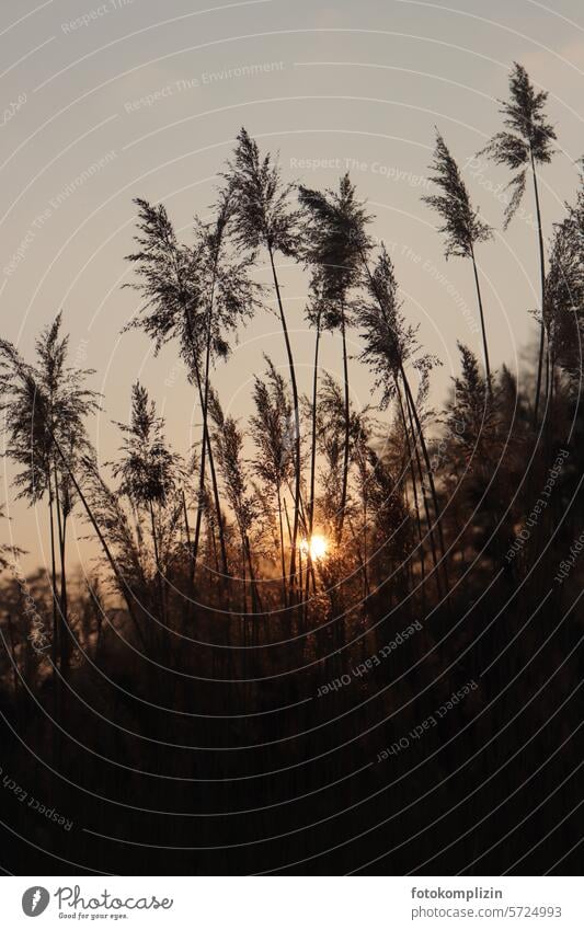 Grass fronds in the golden light Pampas grass Evening sun Exotic Longing Sun Sunset Vacation & Travel Dusk grasses Autumn boho Grasses & culms Dried flower