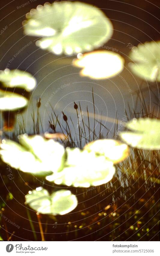 Reflection in the pond with water lily leaves Pond Water lily pads Surface of water reflection Grass Aquatic plant see Garden pond Sky Calm mirror Gorgeous