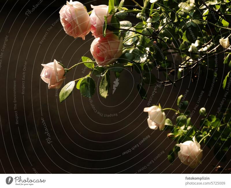 pink roses against a dark background Pink rose petals Rose blossom Delicate fragrant Copy Space