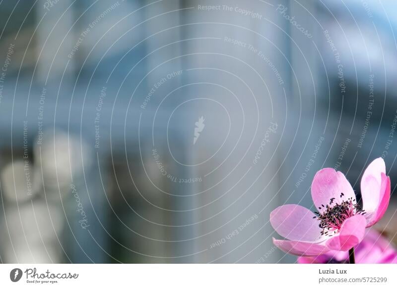 pink blossom, harbinger of spring Delicate Pink Blossom Plant Gorgeous pretty Flower Close-up Spring herald of spring winter flowering plants garden plant