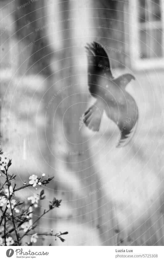 Spring blossom in front of a window pane with reflections, black bird Bright Branch Facade Light pretty Blossoming Twig Spring fever Twigs and branches Growth