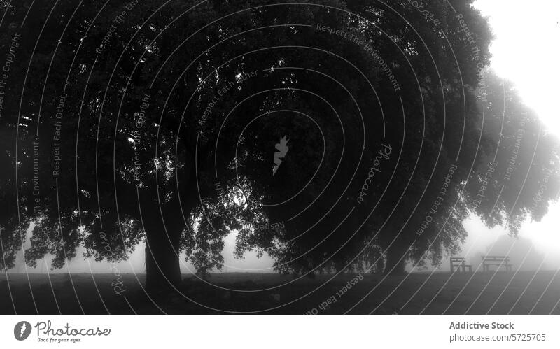 Misty Park Scene with Trees and Bench in Monochrome mist park tree bench monochrome black and white fog silhouette serene quiet mysterious atmosphere nature