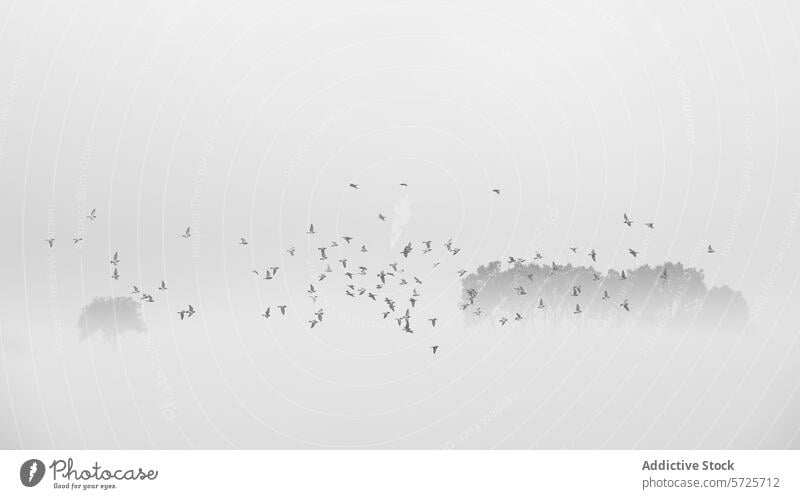 Birds flocking over misty trees in a tranquil scene bird silhouette flight nature serene landscape tranquility wildlife fog monochrome calm peaceful sky freedom