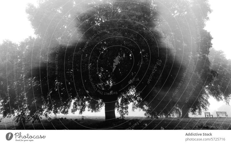 Misty monochrome landscape with a solitary tree fog mist bench black and white nature atmosphere serene mysterious outdoor park ghostly tranquility silence