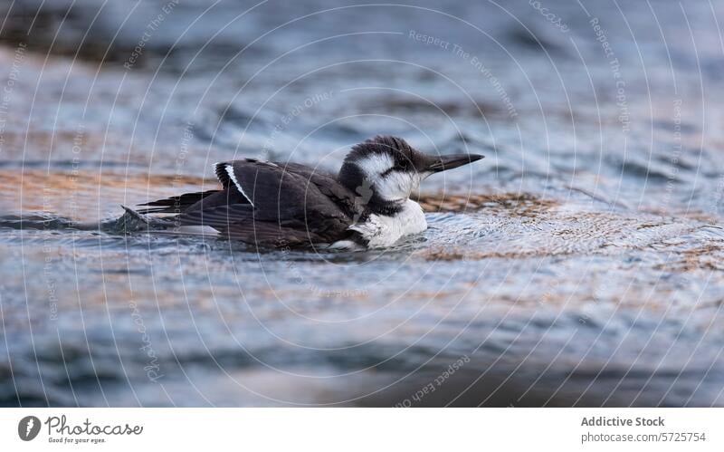 Young Guillimot floating on a gentle river current guillemot juvenile bird water ripples rest habitat behaviour plumage wildlife nature aquatic avian young