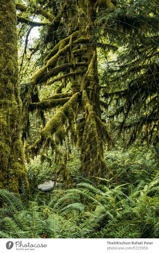 Tree overgrown with moss Branch Forest Green Fabulous Nature Tree trunk Landscape Plant Environment Colour photo Deserted Moss wax Damp Wood trees Growth