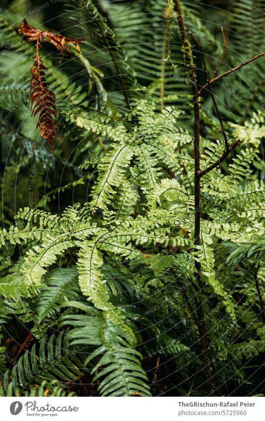 Wet fern - close-up Green Fabulous Nature Plant Environment Colour photo Deserted wax Damp Growth Exterior shot Fern rainforest Rain Fern leaf Brown