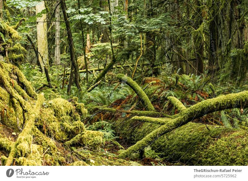 lying tree is overgrown with moss Branch Tree Forest Green Fabulous Nature Tree trunk Landscape Plant Environment Colour photo Deserted Moss wax Damp Wood trees