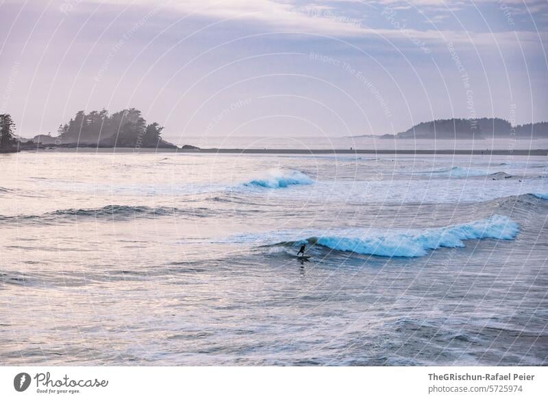 Surfer takes the last wave before dark Wild cox bay Vancouver Island trees Tree Ocean White crest Waves Canada British Columbia North America Water coast Nature