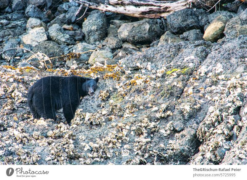 Bear on the beach is looking for food Brown bear black bear stones Beach Animal Wild animal Nature Animal portrait Colour photo Mammal Feed Bay Foraging