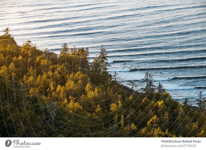 Forest illuminated by the sun Surfers frolicking in the water Wild grow together cox bay Vancouver Island trees Tree Ocean White crest Waves Canada