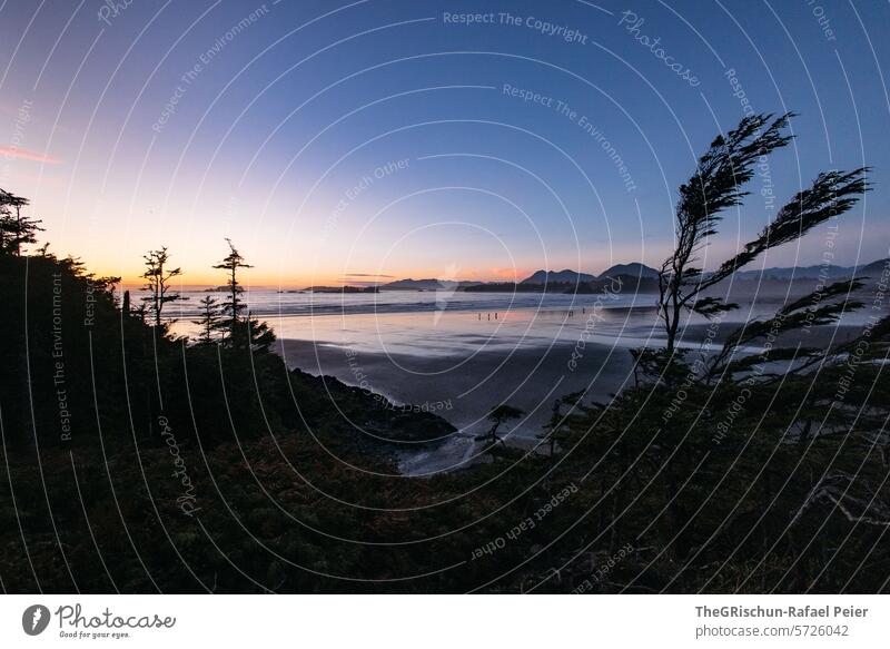 Evening mood on the beach with trees in the foreground and sea and hills in the background Wild grow together cox bay Vancouver Island Tree Ocean White crest